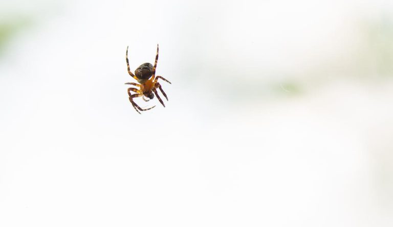 Small House Spider